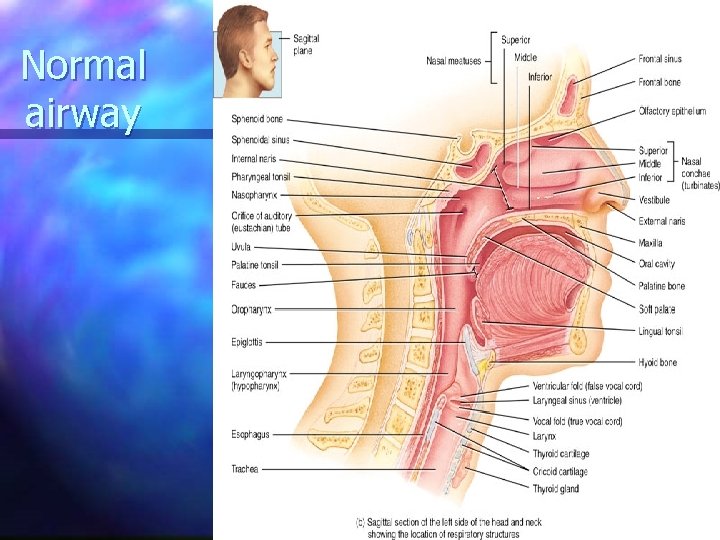 Normal airway 