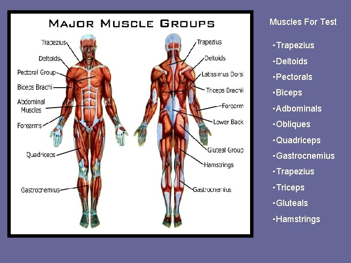 Muscles For Test • Trapezius • Deltoids • Pectorals • Biceps • Adbominals •