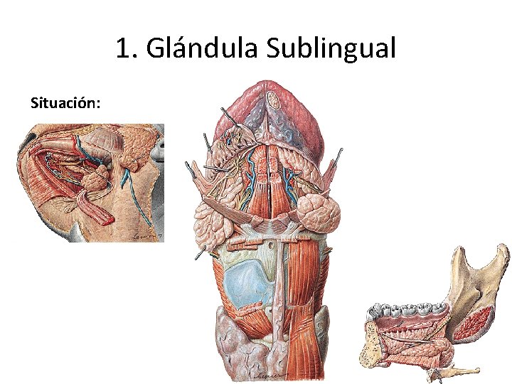 1. Glándula Sublingual Situación: 1. Glándula Sublingual Situación: