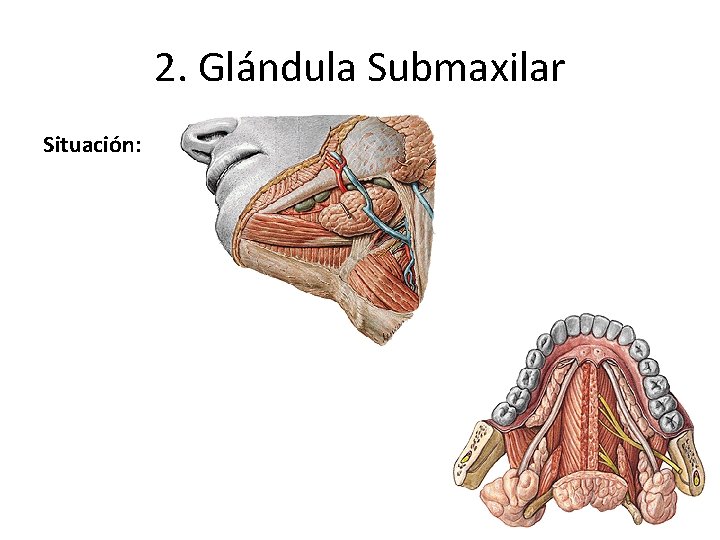 2. Glándula Submaxilar Situación: 2. Glándula Submaxilar Situación: