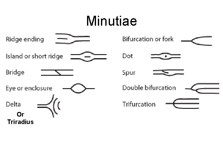 Minutiae Or Triradius 
