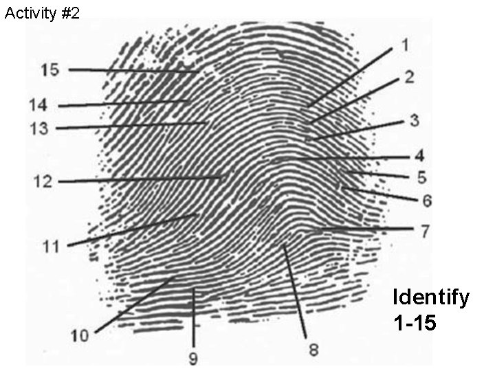 Activity #2 Identify 1 -15 