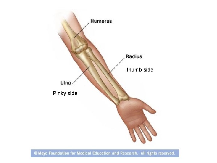 thumb side Pinky side 