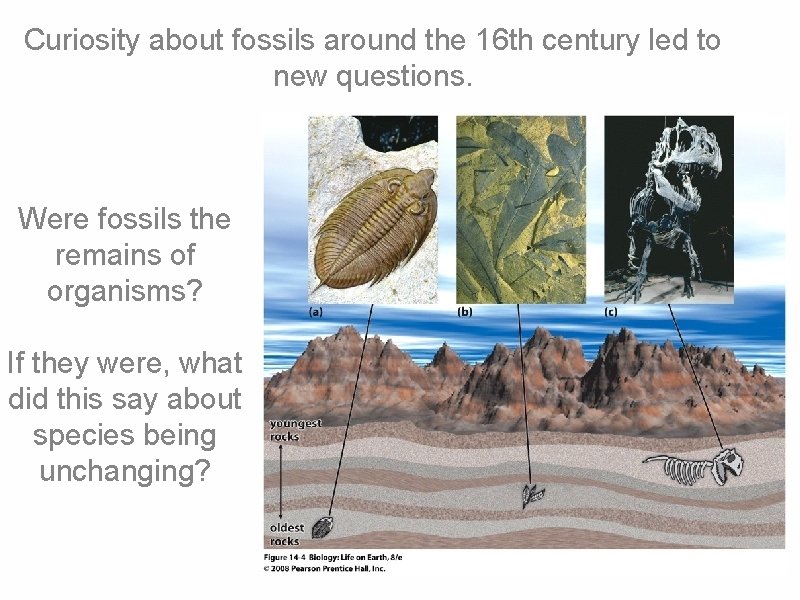 Curiosity about fossils around the 16 th century led to new questions. Were fossils