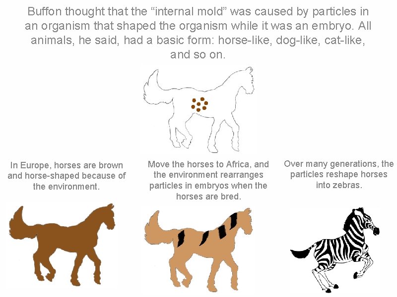 Buffon thought that the “internal mold” was caused by particles in an organism that