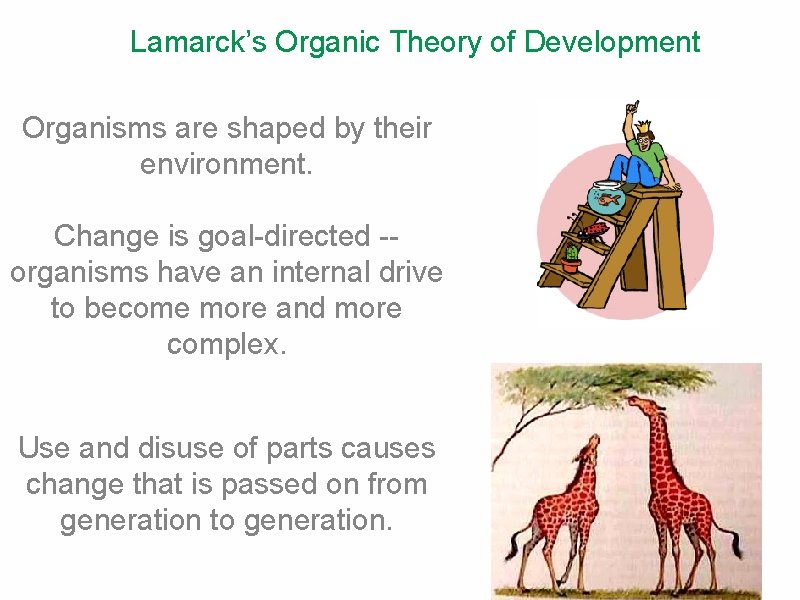 Lamarck’s Organic Theory of Development Organisms are shaped by their environment. Change is goal-directed