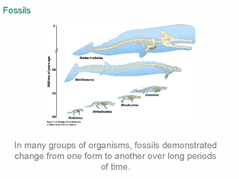 Fossils In many groups of organisms, fossils demonstrated change from one form to another