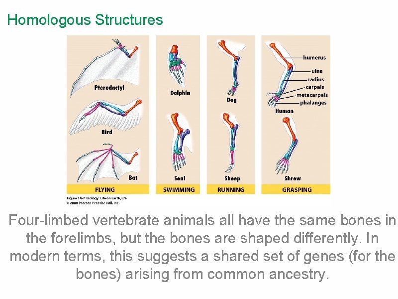 Homologous Structures Four-limbed vertebrate animals all have the same bones in the forelimbs, but