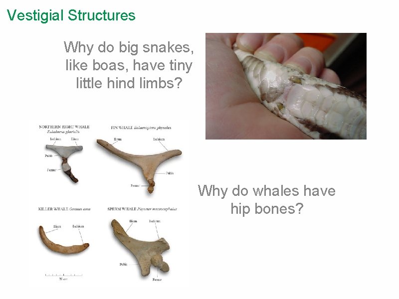 Vestigial Structures Why do big snakes, like boas, have tiny little hind limbs? Why