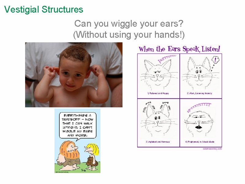 Vestigial Structures Can you wiggle your ears? (Without using your hands!) 