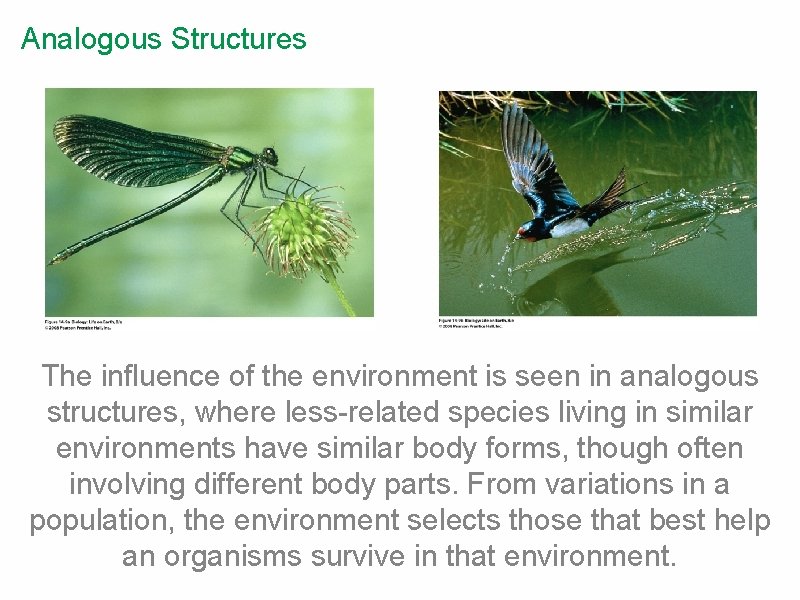 Analogous Structures The influence of the environment is seen in analogous structures, where less-related