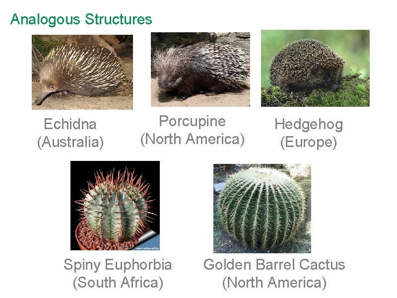 Analogous Structures Echidna (Australia) Porcupine (North America) Spiny Euphorbia (South Africa) Hedgehog (Europe) Golden