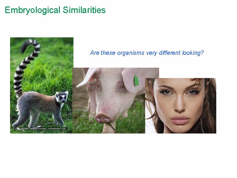 Embryological Similarities Are these organisms very different looking? 