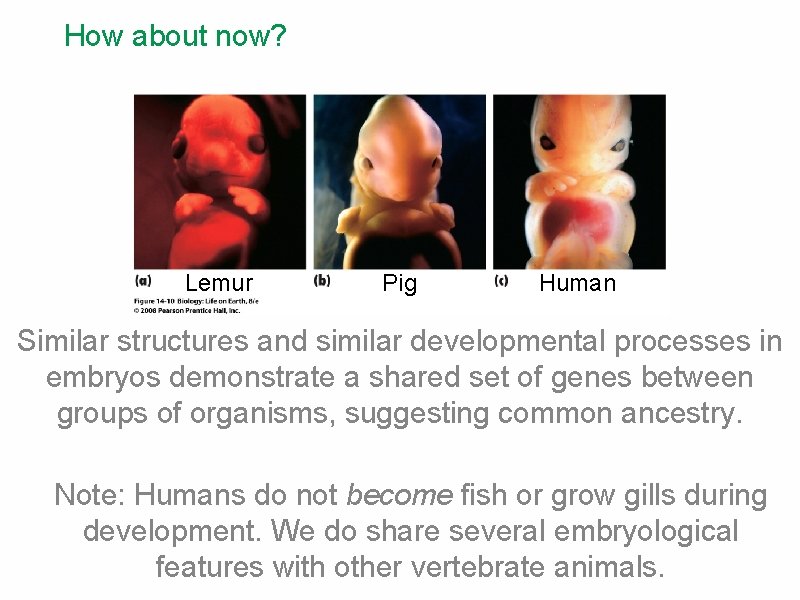 How about now? Lemur Pig Human Similar structures and similar developmental processes in embryos