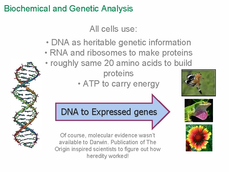 Biochemical and Genetic Analysis All cells use: • DNA as heritable genetic information •