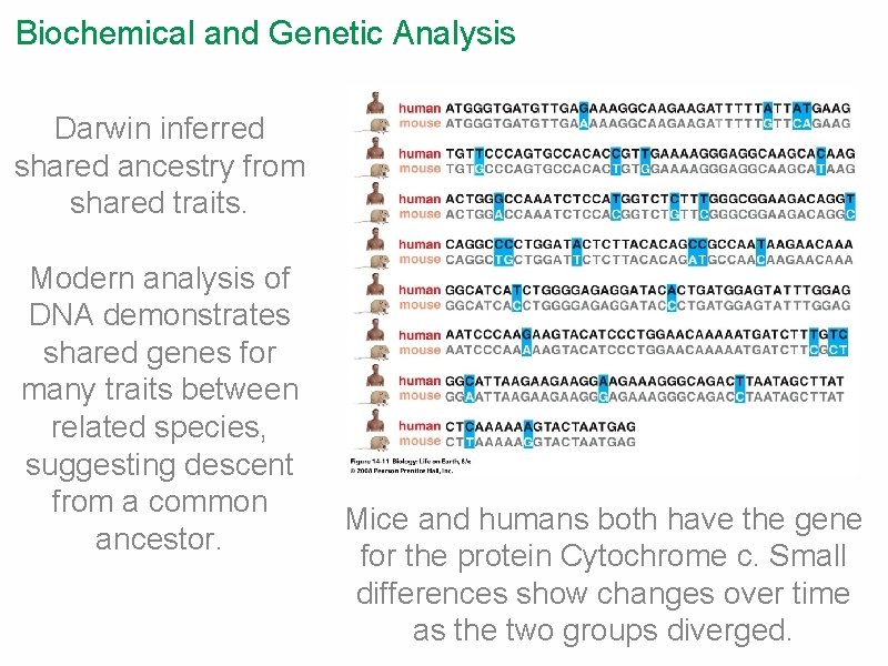 Biochemical and Genetic Analysis Darwin inferred shared ancestry from shared traits. Modern analysis of