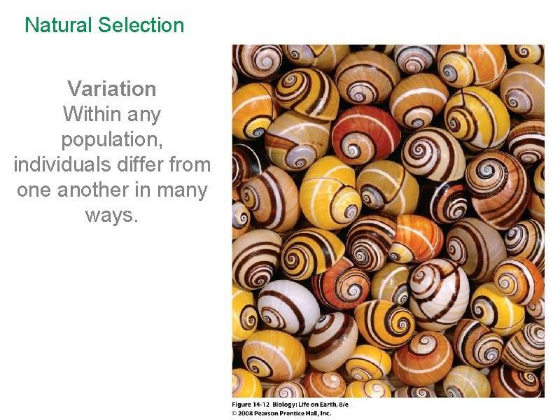 Natural Selection Variation Within any population, individuals differ from one another in many ways.