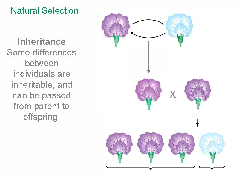 Natural Selection Inheritance Some differences between individuals are inheritable, and can be passed from