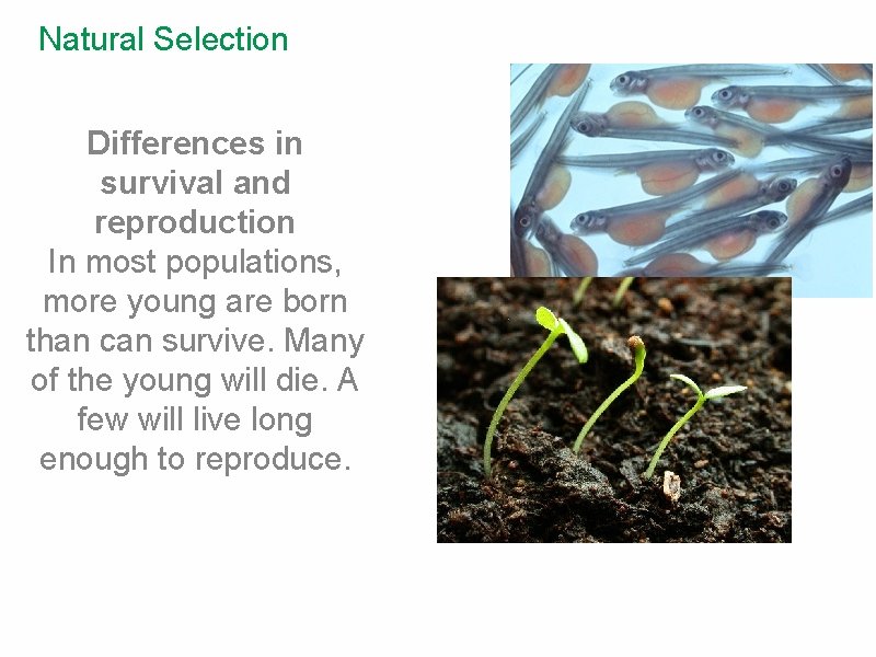 Natural Selection Differences in survival and reproduction In most populations, more young are born
