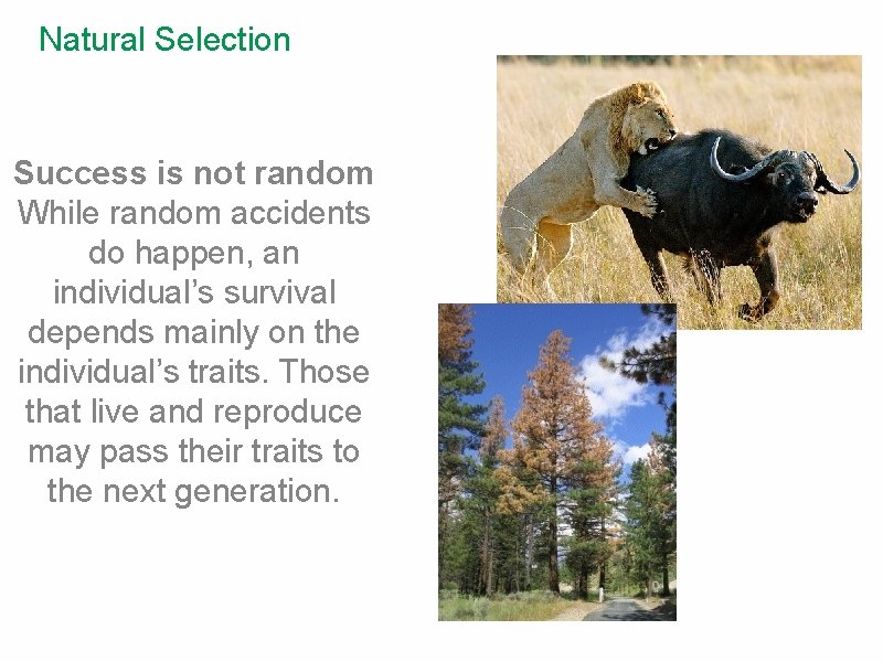 Natural Selection Success is not random While random accidents do happen, an individual’s survival