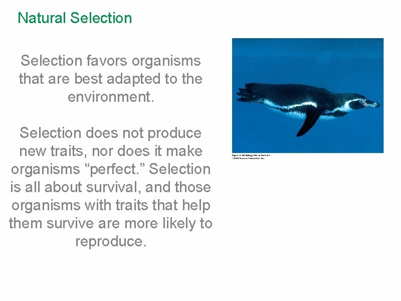 Natural Selection favors organisms that are best adapted to the environment. Selection does not