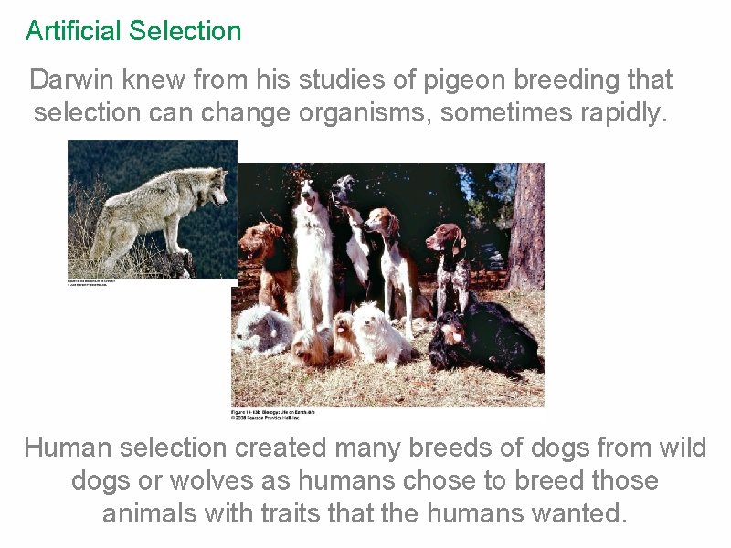 Artificial Selection Darwin knew from his studies of pigeon breeding that selection can change