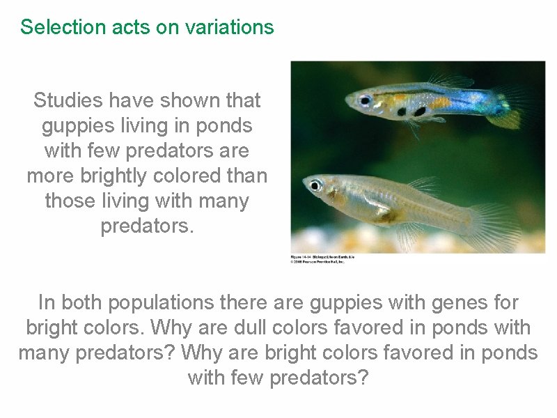 Selection acts on variations Studies have shown that guppies living in ponds with few