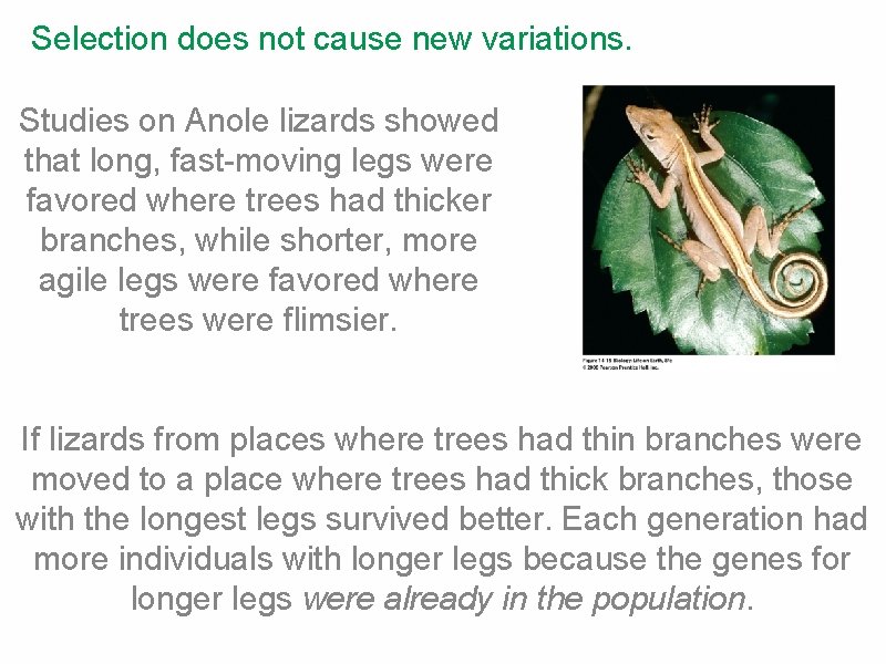 Selection does not cause new variations. Studies on Anole lizards showed that long, fast-moving