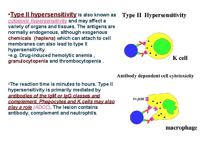  • Type II hypersensitivity is also known as cytotoxic hypersensitivity and may affect