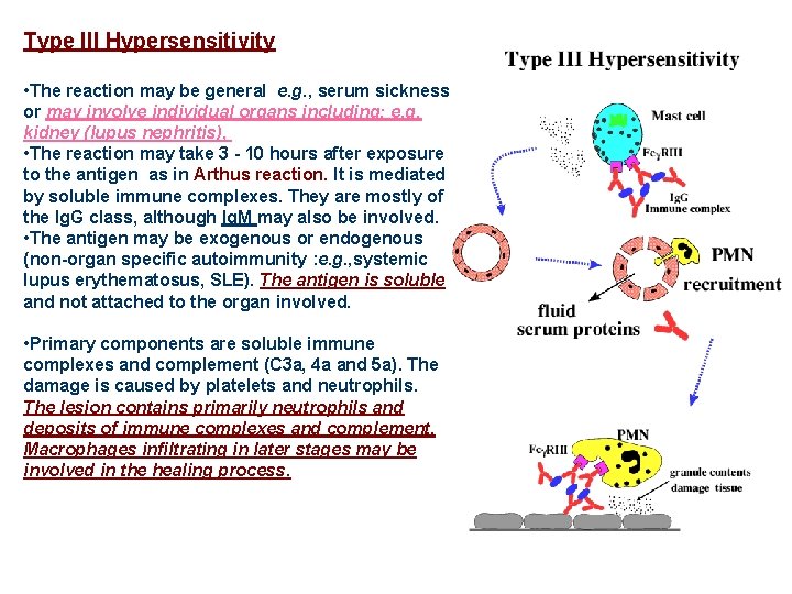 Type III Hypersensitivity • The reaction may be general e. g. , serum sickness