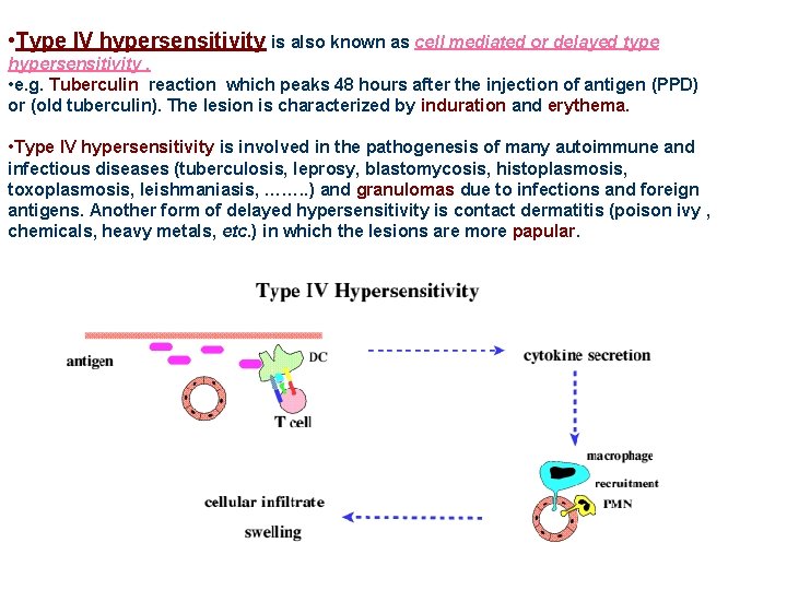  • Type IV hypersensitivity is also known as cell mediated or delayed type