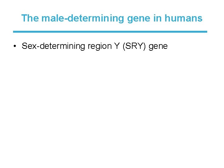 The male-determining gene in humans • Sex-determining region Y (SRY) gene 