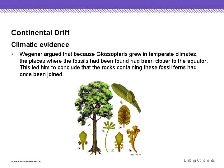 Continental Drift Climatic evidence • Wegener argued that because Glossopteris grew in temperate climates,