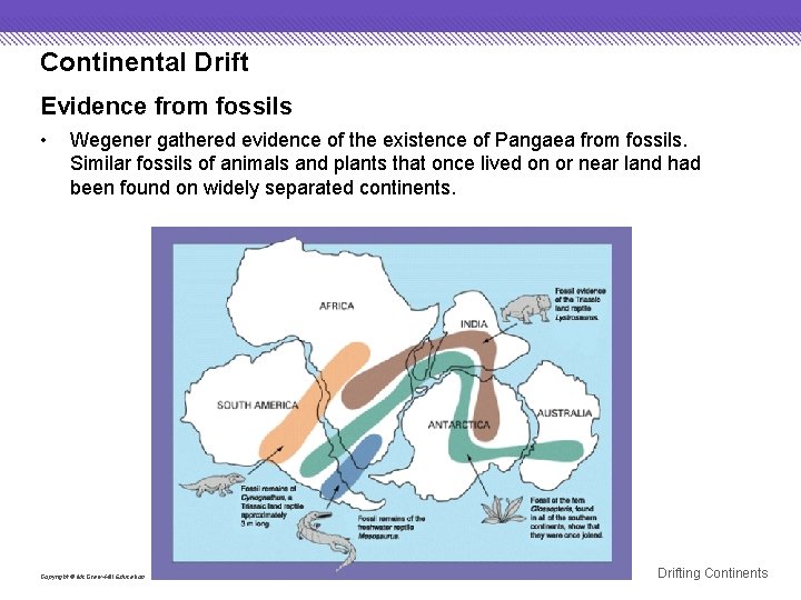 Continental Drift Evidence from fossils • Wegener gathered evidence of the existence of Pangaea