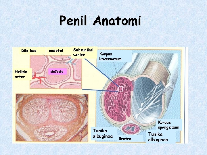 Penil Anatomi Düz kas Helisin arter endotel Subtunikal venler Korpus kavernozum sinüzoid Tunika albuginea