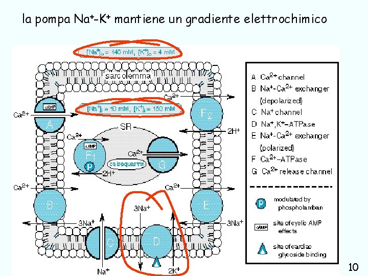 la pompa Na+-K+ mantiene un gradiente elettrochimico farmaci usati nel trattamento delle aritmie cardiache