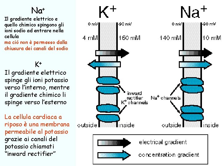 Na+ Il gradiente elettrico e quello chimico spingono gli ioni sodio ad entrare nella