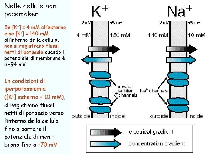 Nelle cellule non pacemaker Se [K+] = 4 m. M all’esterno e se [K+]