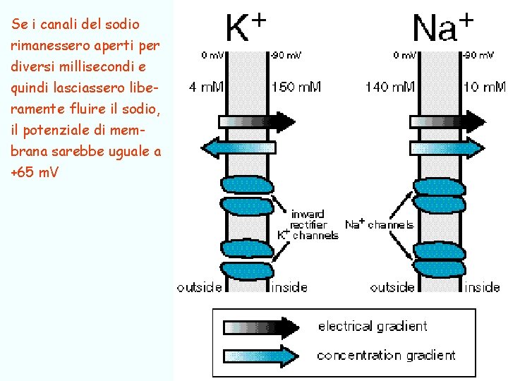 Se i canali del sodio rimanessero aperti per diversi millisecondi e quindi lasciassero liberamente