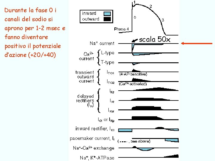 Durante la fase 0 i canali del sodio si aprono per 1 -2 msec