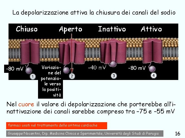 La depolarizzazione attiva la chiusura dei canali del sodio -80 m. V Variazione del