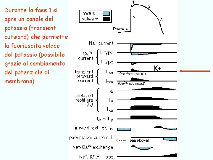 Durante la fase 1 si apre un canale del potassio (transient outward) che permette