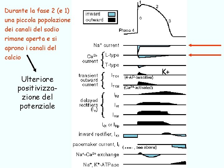 Durante la fase 2 (e 1) una piccola popolazione dei canali del sodio rimane