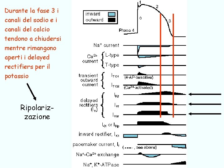 Durante la fase 3 i canali del sodio e i canali del calcio tendono