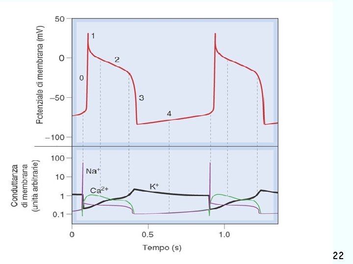 farmaci usati nel trattamento delle aritmie cardiache Giuseppe Nocentini, Dip. Medicina Clinica e Sperimentale,