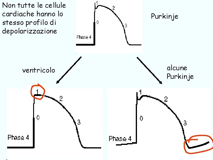 Non tutte le cellule cardiache hanno lo stesso profilo di depolarizzazione ventricolo Purkinje alcune