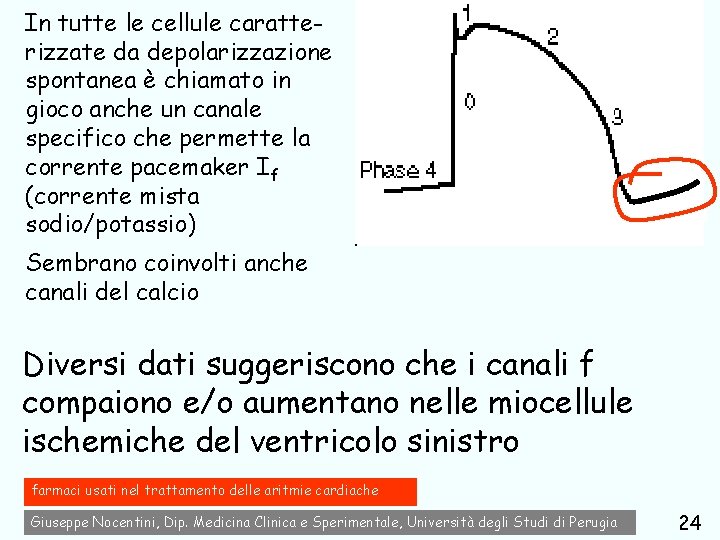 In tutte le cellule caratterizzate da depolarizzazione spontanea è chiamato in gioco anche un