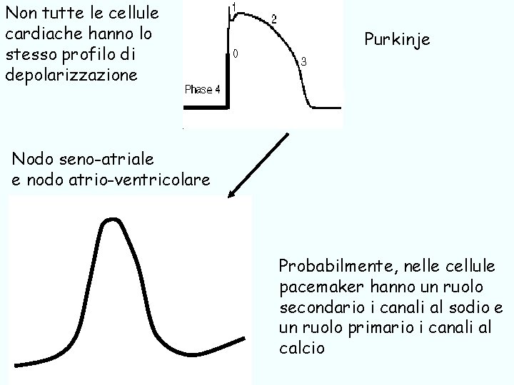 Non tutte le cellule cardiache hanno lo stesso profilo di depolarizzazione Purkinje Nodo seno-atriale