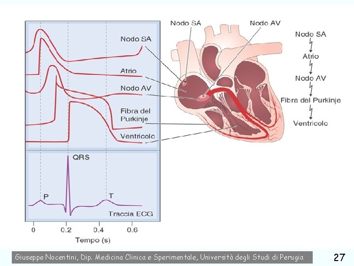 farmaci usati nel trattamento delle aritmie cardiache Giuseppe Nocentini, Dip. Medicina Clinica e Sperimentale,