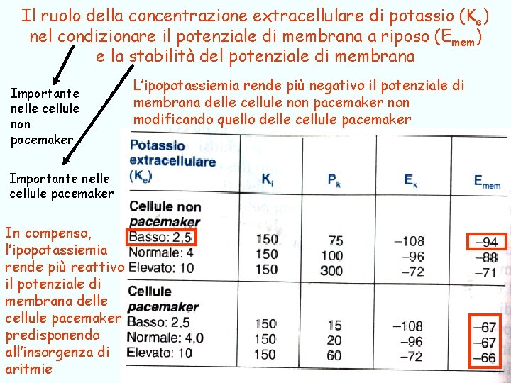 Il ruolo della concentrazione extracellulare di potassio (K e) nel condizionare il potenziale di